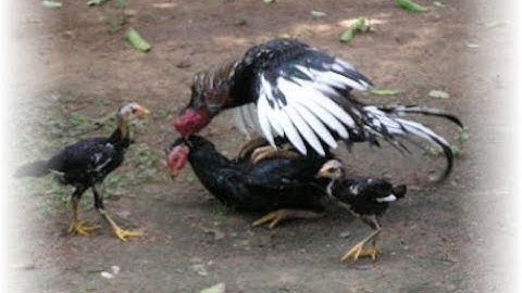 Qhia cais kom tau qaib keej 2