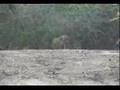 Leopard and Sloth Bear, Yala, Sri Lanka