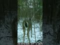 Even though it may not be sunday#deer #archery#hunting #nature#shorts