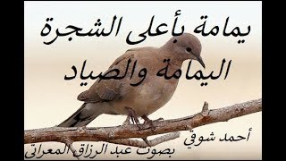 يمامة كانت بأعلى الشجرة ـ اليمامة والصياد ـ أحمد شوقي