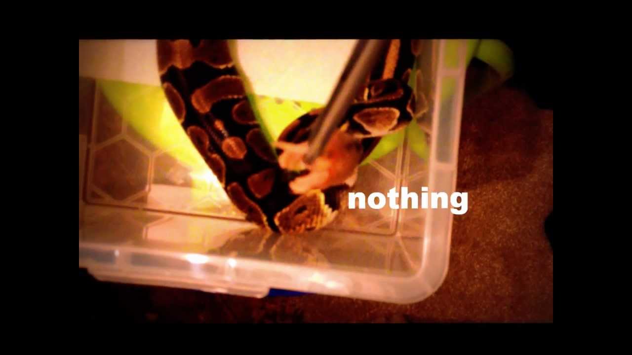 camera iphone 8 plus apk ball pythons feeding