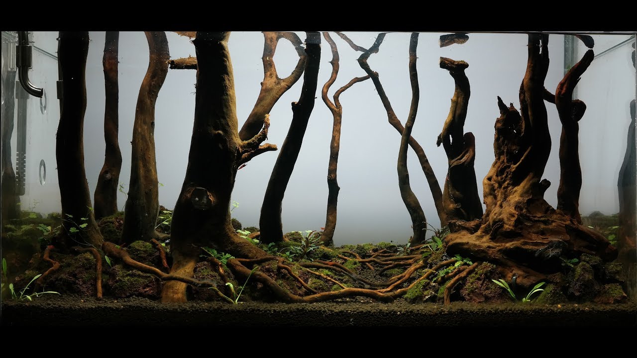 Nature Aquarium Forest Aquarium Day 36 YouTube