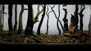 Nature Aquarium - Forest Aquarium - Day 36