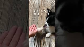 お手が出来ない犬にお手って言い続けた結果… #しろくろコリー #可愛い #大型犬 #大型犬のいる生活 #犬のいる生活 #ボーダーコリー #ボーダーコリーのまろ #チワワ #shorts
