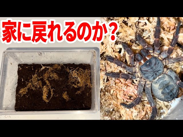 タランチュラの世界 タランチュラの世界 | 冨水 明 |本 | 通販 | Amazon
