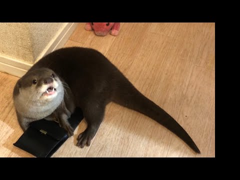 カワウソさくら 豚は見た！カワウソのスリ！ Wallet and otter