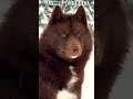 दुनिया के सबसे वफादार कुत्ते 😱💔 #pitbull #dogbreed #dogtype #americanbully #pitbulldog #dogfacts #yt
