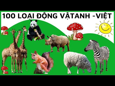 Video Tiếng anh về con vật|các con vật bằng tiếng anh|tiếng... - youtube