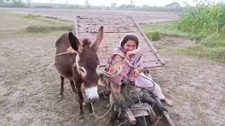 Donkey Cheated Me Very Funny  Donkey Riding Video 😃