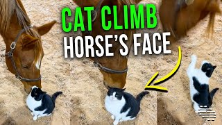 Cat Decided It Was a Good Idea to Climb Horse’s Face Which Made Her Panic