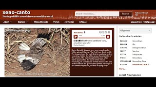 鳥類聲音收集方法