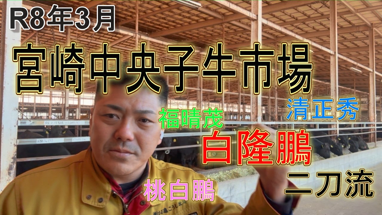 On average, calves cost over 900,000 yen?! The highest-priced