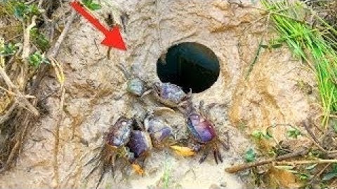 Smart Boys Make Easy Deep Hole Crab Trap To Catch Crabs - Dig Deep Hole To Catch Crabs