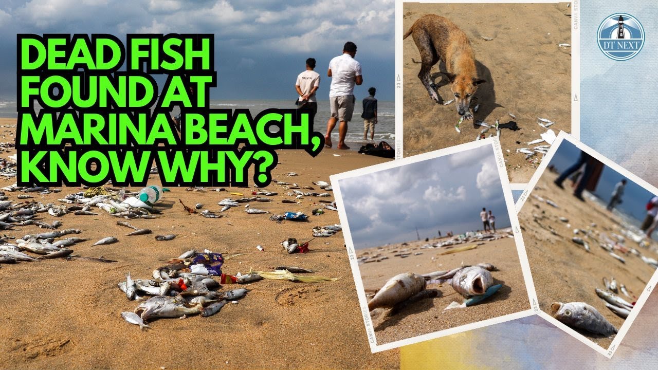 DT Next Explains: Dead fish found at Marina Beach, know why?