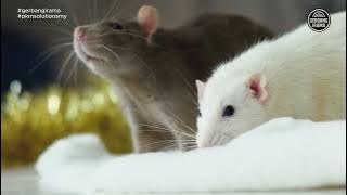 Cikgu Naim - Rat (Tikus) | Lyrics & Subtitles