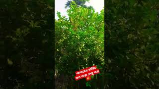 আমাদের বাড়ির কত বড়ো লেবু গাছ 😱😱😱😱#লেবু #shortvideo #subscribe #viralvideo