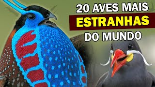 AVES MAIS ESTRANHAS DO MUNDO! Pássaros bizarros, muito estranhos, MAS QUE EXISTEM de verdade!