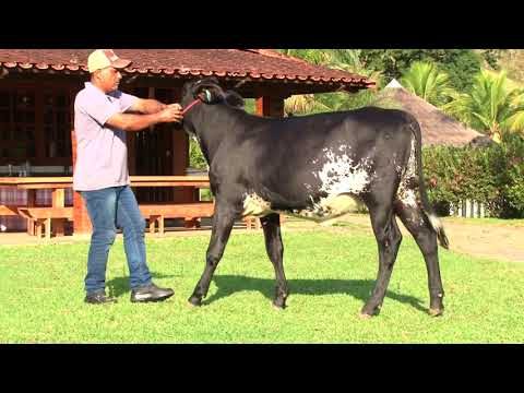 LOTE 26   1302   3º LEILÃO PROMESSAS DA MATA   DIA 27 DE MAIO   20HS   REMATEWEB