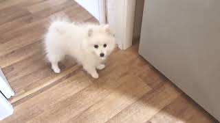 Crazy Japanese Spitz puppy