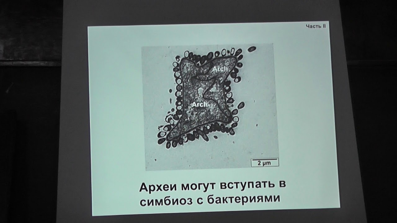23 Эукариота как симбиоз археи и бактерии