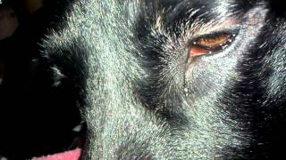 My Dogs Eye And Nose Close Up Lol