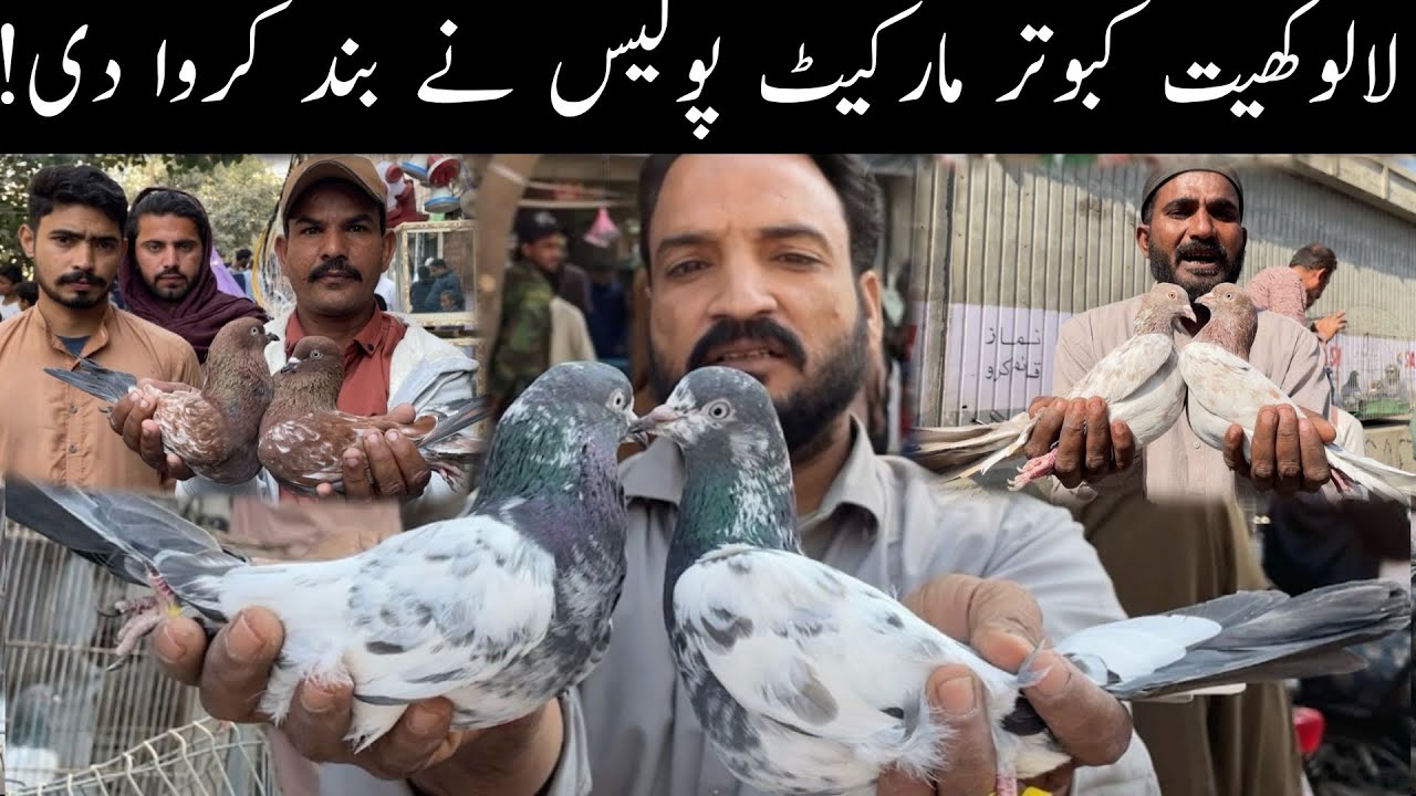 Kabootar Market Lalukhet Sunday Video Latest Update 28-12-2025 in Urdu/Hindi