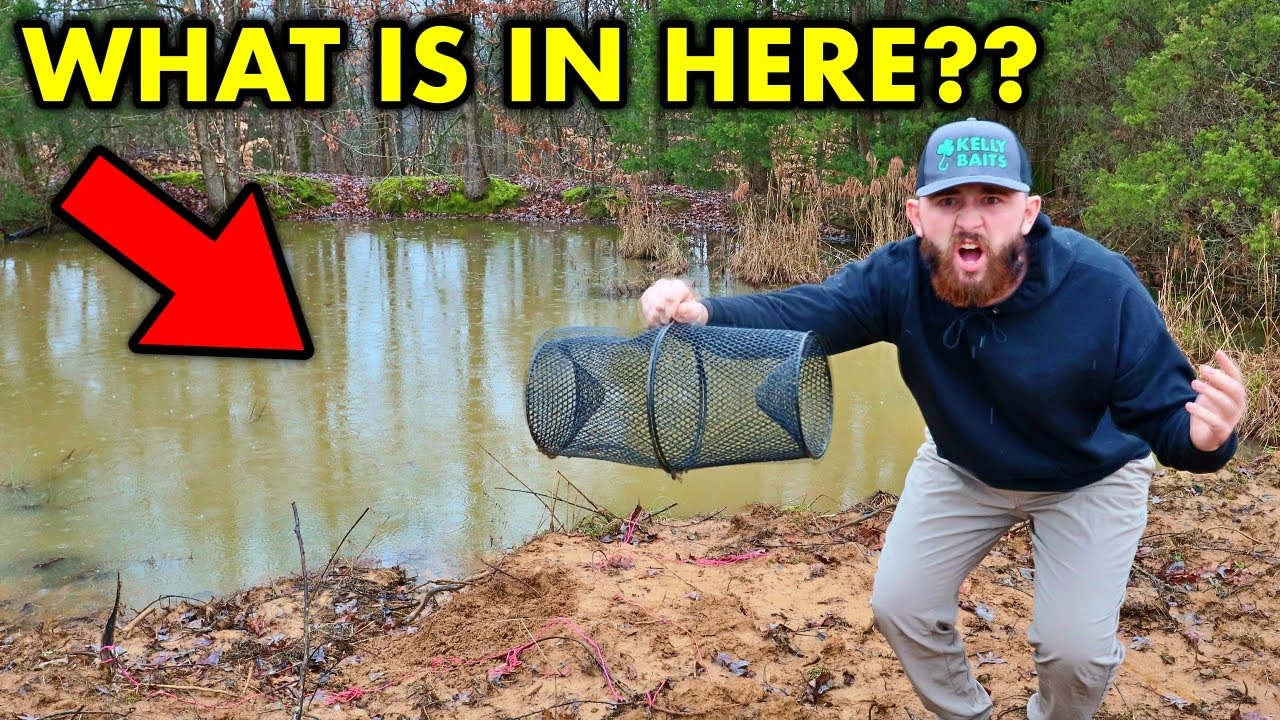 Using MINNOW TRAPS in my BACKYARD POND!! **WTF IS THIS!?** 