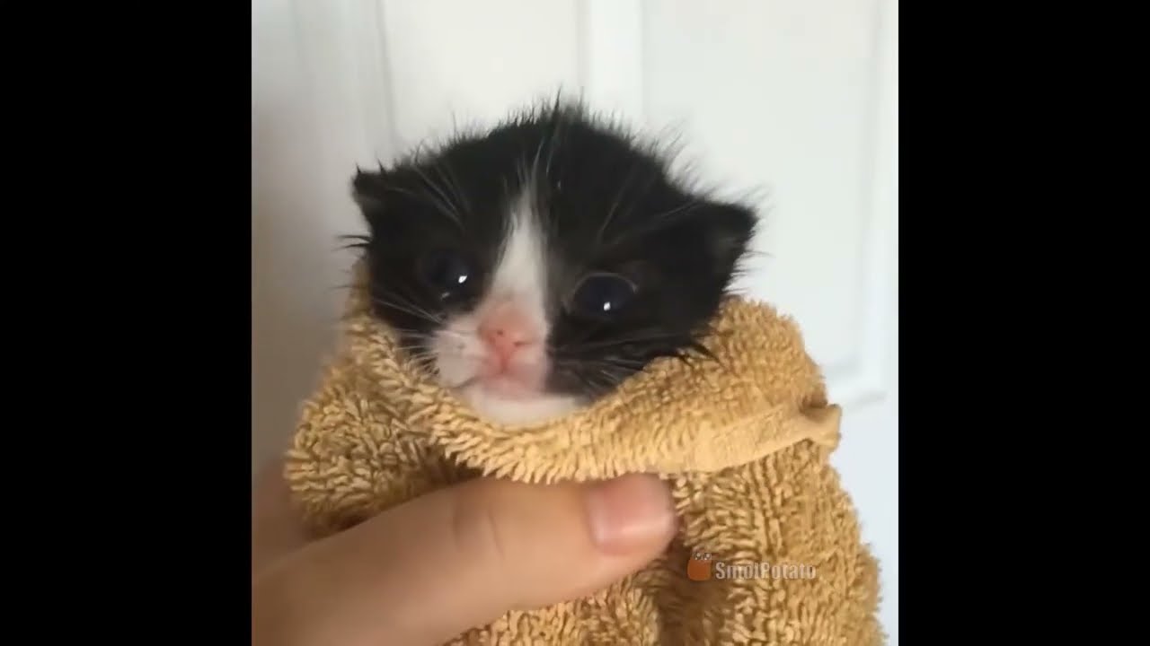 Android vs iPhone Alarms