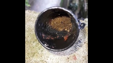 The life of an ant 01