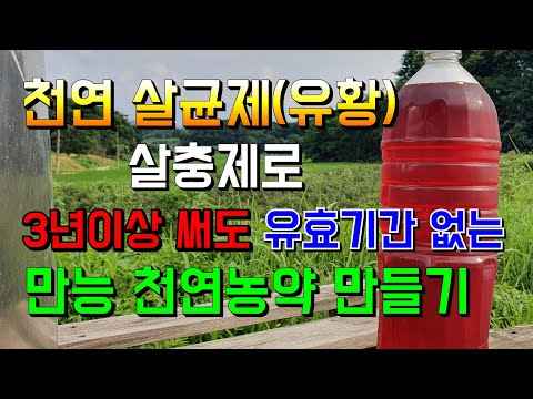 천연 살균제(유황),살충제 한번 만들면  3년이상 두고두고 쓸수있다. 천연농약으로 고추키우는 농장