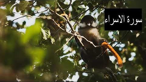 سورة الإسراء ' كاملة '  تخشع له القلوب القارئ حسام الدين عبادي