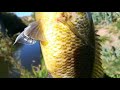 Pesca de lobitruchas y más especies pesca con chuy