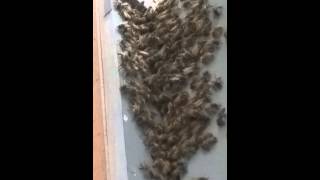 Bees on box