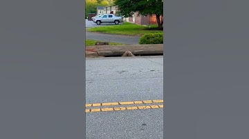 Every game warden’s POV [run and hide!] | N1 Outdoors #hunting #foxes #outdoors