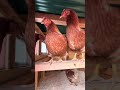 Some hens are nice, some are not!