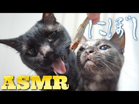 【ASMR】にぼしを仲良く食べる猫たちのサクサク咀嚼音???Cat Eating Dried Fish ASMR