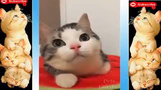 Funniest  Dogs and    Cats cats funny videos  funny cats fails   try not to #cat laugh funny animals