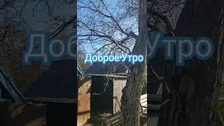 Доброе Утро Прекрасного Дня #Доброеутро #Огород #Листья #Мульча #Осень #Люсимили #Сад #Погода #Мир