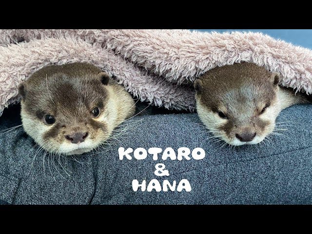 カワウソコタローとハナ　気持ちいい日曜日のお昼寝　Otter Kotaro&Hana Sunday Afternoon Nap