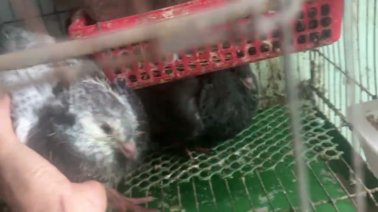 Mô hình chăn nuôi Bồ câu Mondain 