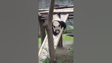 #panda #dhgate #logistics #usdc #binance #coinbase #okx #bybit #bitget #kraken #mexc #kucoin #bitkub