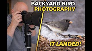 Backyard Bird Photography – Dark-Eyed Junco in Winter Snow