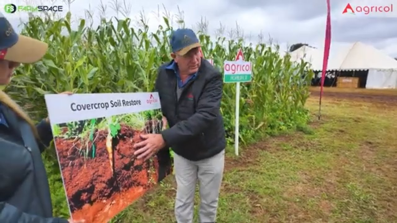 Kan jy cover crops tussen mielies plant?