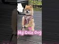 My cute dog 🤎🤎💞