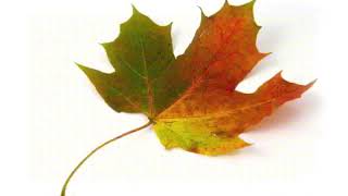 Leaf Loud Tribute