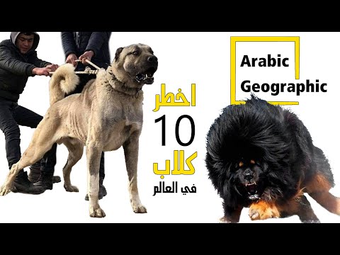 فيديو: سلالة الكلب Dingo هيبوالرجينيك ، الصحة والحياة