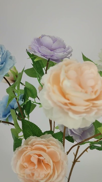 Ветка пионовидной розы Мелони - YouTube