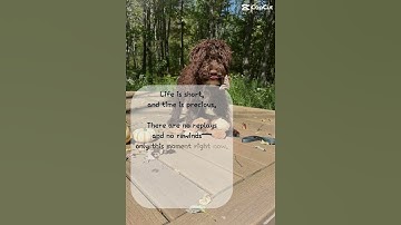 Life is short and time is precious. Choose to treasure every moment with Sprout.#portuguesewaterdog