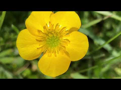camera iphone 8 plus apk Box Turtle On The AT 2018 Day 41