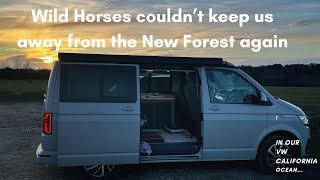 The New Forest VW California Ocean T6.1 Campervan Day: Wild horses & Dinner at Deadman Hill